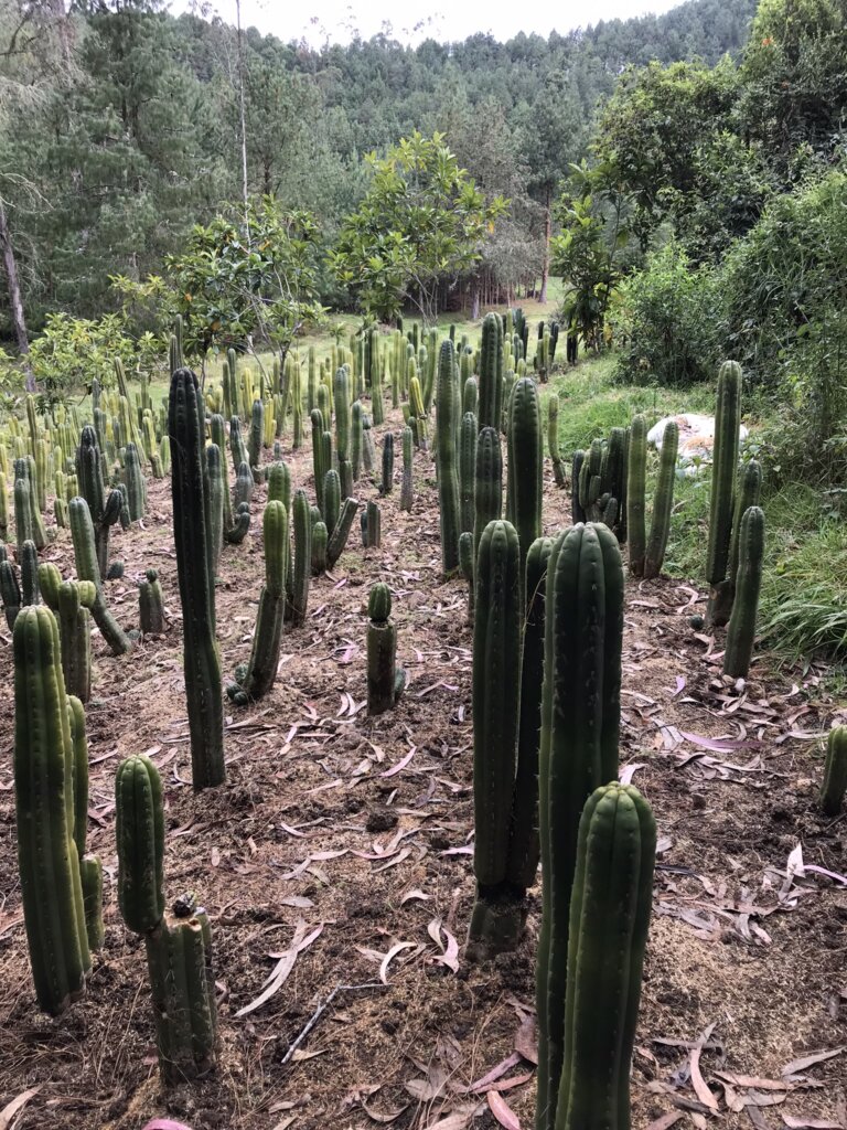 San Pedro cactus 