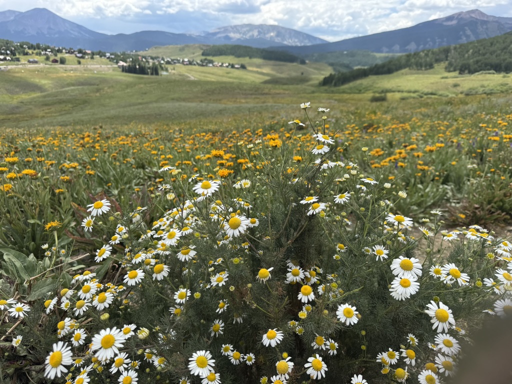 2923AF84-BE4B-4223-9C9C-D580C73254A1_1_105_c